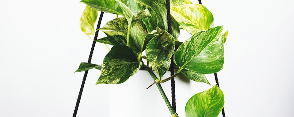 世界杯比赛精彩瞬间集锦 - 球员庆祝与射门画面